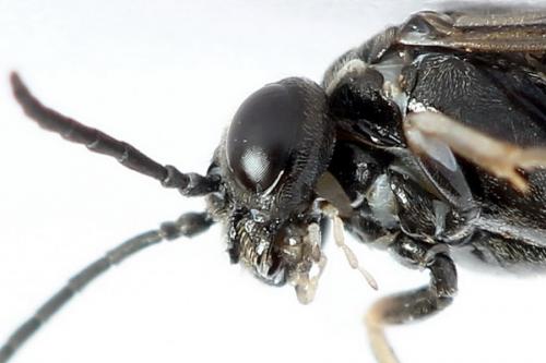 Réf. 223 213 : Periclista lineolata